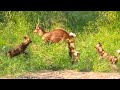 Bushbuck Tries Defending Itself From Wild Dogs