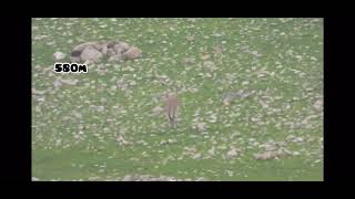 Ibex hunting in kurdstan