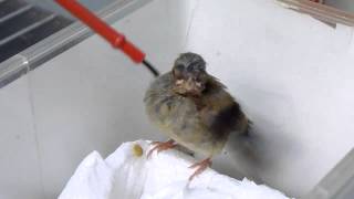 How to feed the young Goldfinch