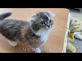 子猫が初めて家に来てからの軌跡【アメリカンカール スコティッシュフォールド】