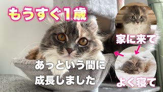 子猫が初めて家に来てからの軌跡【アメリカンカール/スコティッシュフォールド】