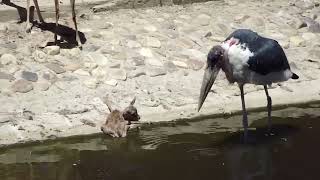 maribu kills springbok at madrid zoo #zoo #texas #maribu #springboks