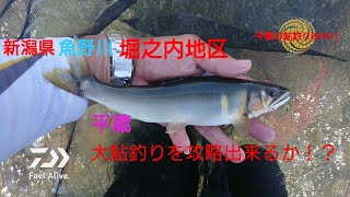 平蔵の鮎釣り2019！平蔵大アユに翻弄される！？新潟県魚野川堀之内地区の大鮎釣り！