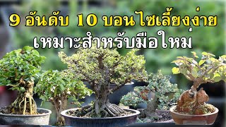 10 bonsai to raise For beginners (Thai bonsai)