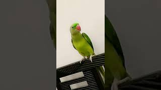 Cute Parrot learning | Whistle - Mithu speaking