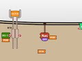 the pi3k akt signalling pathway