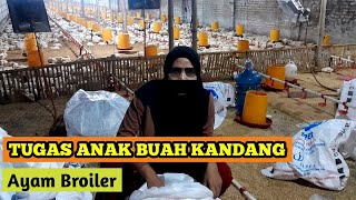 4 1  Tugas dan Pekerjaan ABK Ayam Broiler