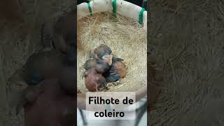 Filhote de coleiro