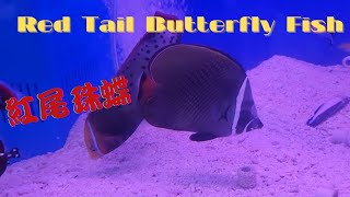 Red Tail Butterfly 😊紅尾珠蝶