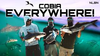 NLBN: Non-Stop Cobia Action! Ft. Everglades Fishing Co.