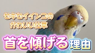 たまらなく可愛い！インコが首を傾げる理由