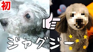 🐶今年最後のトリミングで初ジャグジー体験をした犬【トイプードルのグリィ】【犬】【dog】【toy poodle】