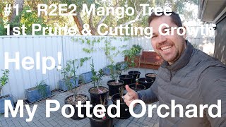 Pruning \u0026 Cutting Propagation R2E2 Mango Tree Question