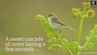 The Wildlife Trusts, dawn chorus video by Tom Hibbert