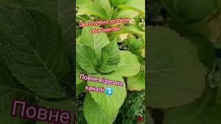 ПІДПИШИСЬ SUBSCRIBE Diy gardening tips #garden #hortensien #hydrangeaflower #hydrangea #gardenhome