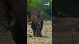 How to inject medicine into an elephant😳#shortvideo #shorts #elephant #attack #viral #youtube #news