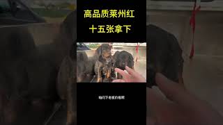 莱州红犬 #宠物 #生活 #dog #记录真实生活