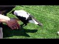 maggie the friendly magpie whistling