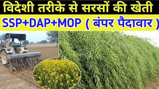 इस विदेशी तरीके से करें सरसों की खेती, पैदावार होगी एक बीघा में 8 कुंटल / Mustard Farming In hindi