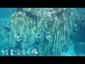 【科隆絕美潛點 barracuda lake】freediving in coron palawan