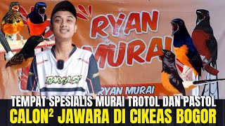 AJIB ! BETUL² MEWAH STOK MURAI TROTOLAN & PASTOLAN DI KIOS INI ! PANTES DI CARI ! RYAN MURAI CIKEAS