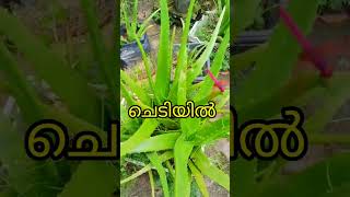 കറ്റാർവാഴ ചെടി ഇടയിൽ ആരാണ് #shorts #shortsvairal