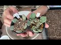 【多肉植物】エケベリアの葉挿し沢山早く育てる方法！