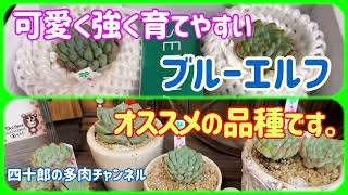 【多肉植物】🍀可愛く強く育てやすいブルーエルフ　オススメの品種です。👍