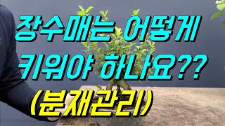 장수매관리/잎따기이유/철사걸이/야생화/wild flower/bonsai/盆栽