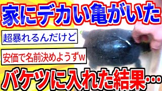 【2ch面白いスレ】家のベランダにデカい亀がいたｗｗｗ【ゆっくり解説】