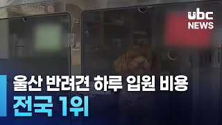 울산 반려견 하루 입원 비용 '전국 1위'