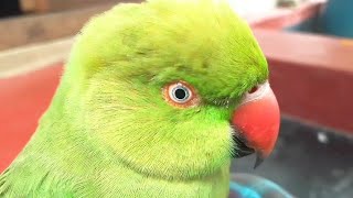 Female Parrot Behave (Parrot Sound)