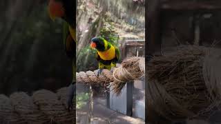 #Marigold #lorikeet #birds #parrot #buschgardens #tampa #florida #adorable #shorts #saturday