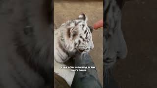 A clingy white tiger#animals #tiger #friendship #love #shorts