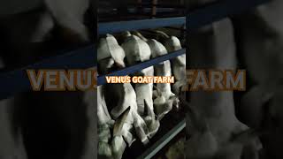 sojat top quality #11 Nag #70kg weight venus goat farm 9958886664