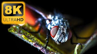 THE LIFE OF INSECTS in 8K Ultra HD • 8K Video HDR 60FPS