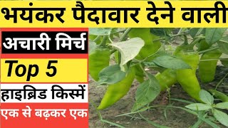 अचारी मिर्च की टॉप पांच हाइब्रिड किस्में। Achari Mirch Top 5 Hybrid Varieties।