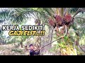 How to Harvest Palm Oil in Malaysia