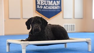 Milo (Goldendoodle) Boot Camp Dog Training Demonstration