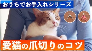 【おうちでお手入れシリーズ】ご自宅で愛猫の爪切りをカンタンに♪おうちでできる爪切り方法をトップグルーマーがわかりやすく解説します。