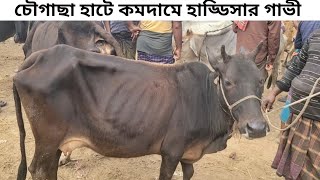 @ শুক্রবার ৬ ডিসেম্বর ২০২৪ || চৌগাছা হাটে কমদামে শুকনো হাড্ডিসার গাভী গরু || Gorur Dam 2024