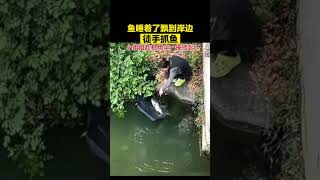 鱼睡着了飘到岸边 徒手抓鱼