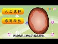 十万个为什么 十萬個爲什麽 ep41《为什么香蕉里看不到种子？》 幼儿科学教育 儿童科普 幼儿科普 高清