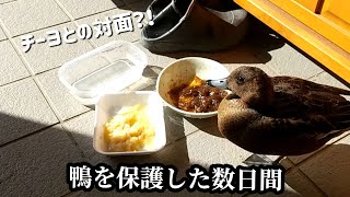 衰弱した鴨を保護した数日間【前編】