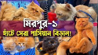 মিরপুর ১ হাঁটে সেরা পার্সিয়ান বিড়াল! Persian cat price in 2025 @SClubVlogs