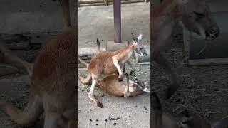 #喧嘩しないでね　#アカカンガルー　#Red kangaroo    #多摩動物公園　2024. 4.14