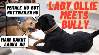 Bully's First Encounter with Lady Ollie: A Male Bully vs. Female Rottweiler Face-Off  @amanandbully