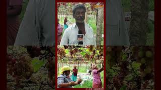 புத்தாண்டில் இருண்ட வாழ்க்கை...விவசாயிகள் கவலை! | Farmer Sad Story | Theni District News | Grapes