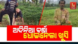 Unseasonal Rain Damaged Rabi Crops In Balasore's Soro | Nandighosha TV