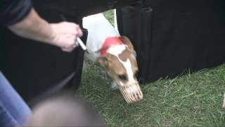 Jack Russell Hurdle Race - 2015 Incredible Dog Challenge National Finals Gray Summit, MO